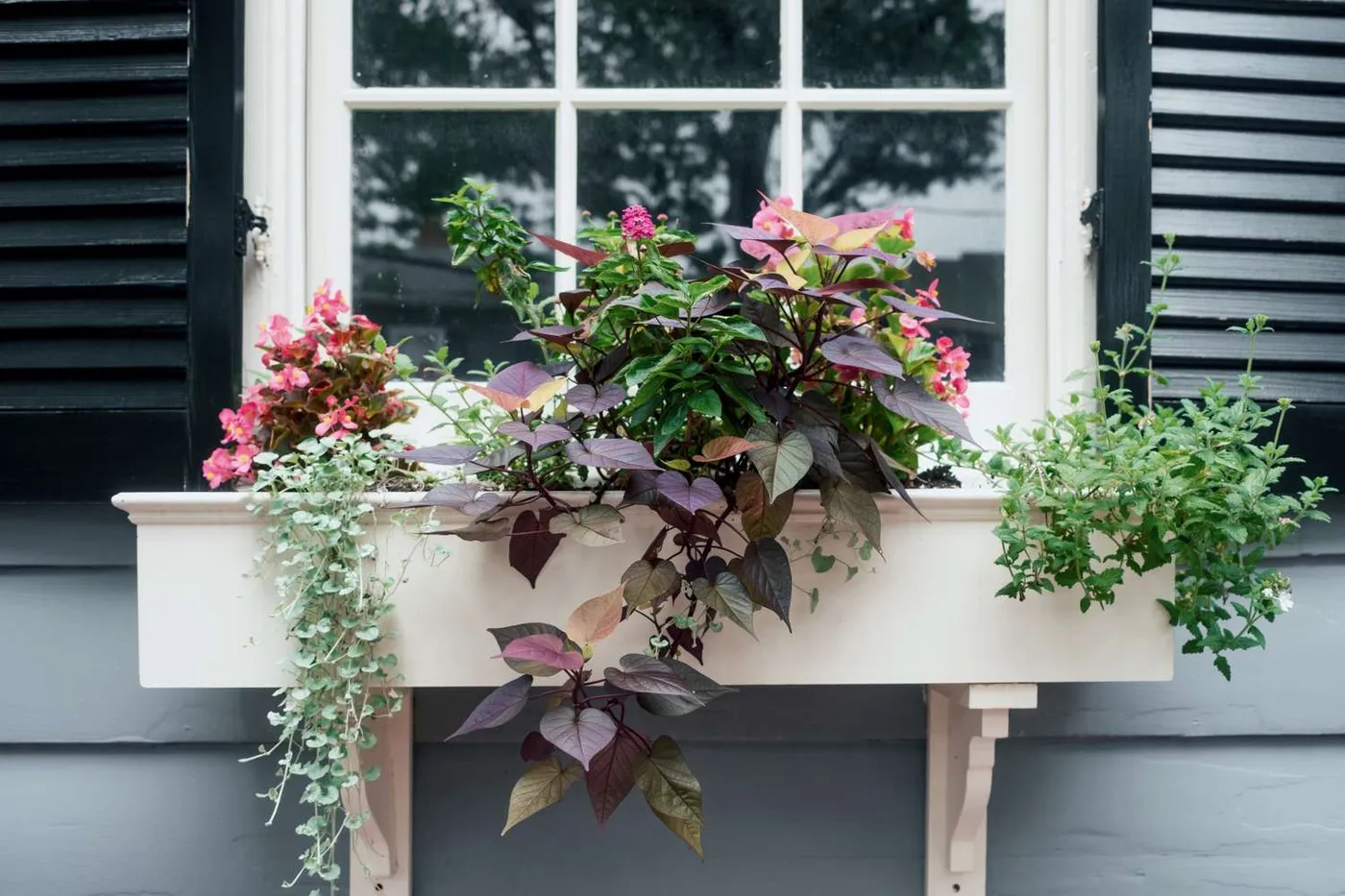 12 Cascading Plants That Make Window Boxes Look Fuller And More Charming