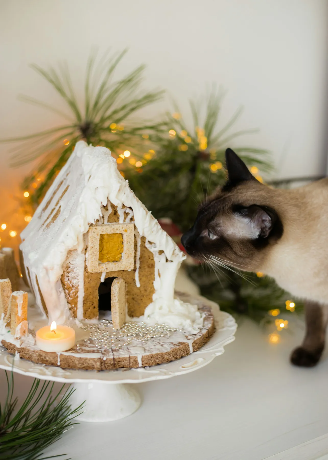 A cat looking at a gingerbread house - Free Photo on Unsplash