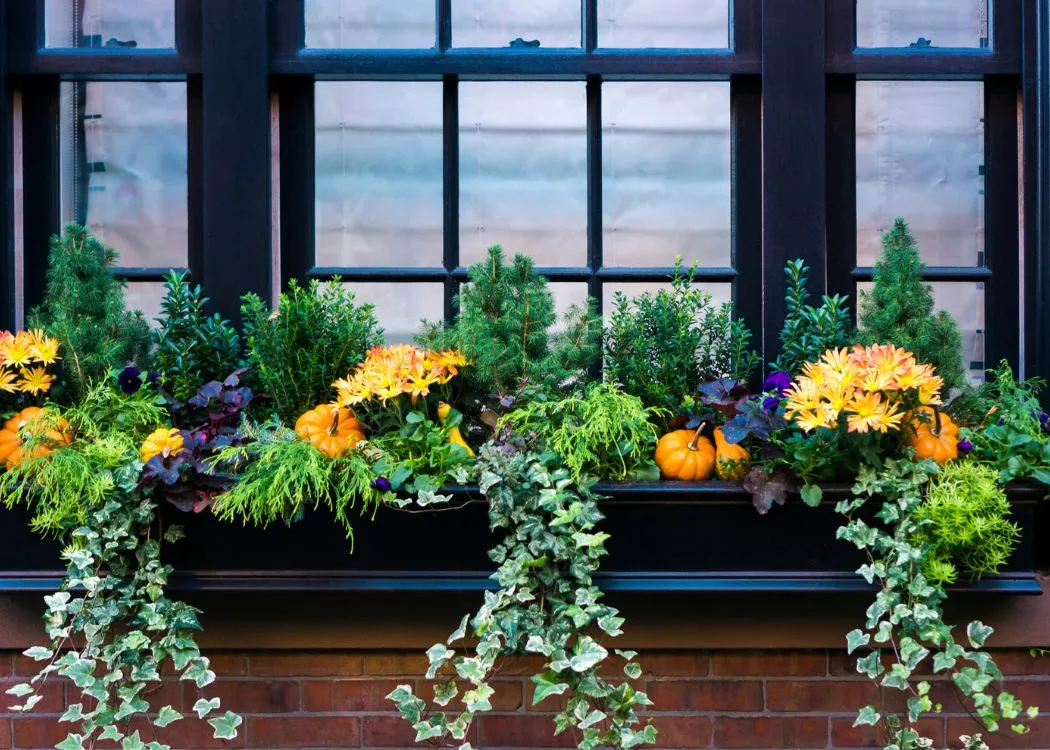 Autumn window boxes for colour and life - Capital Gardens