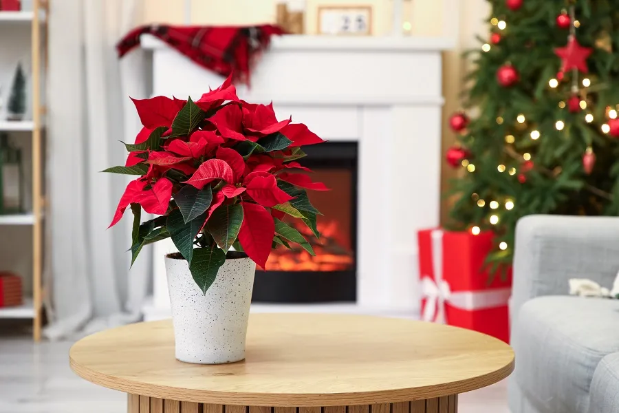 Best Flowers for Christmas Decorations: Blooms That Bring Holiday Cheer