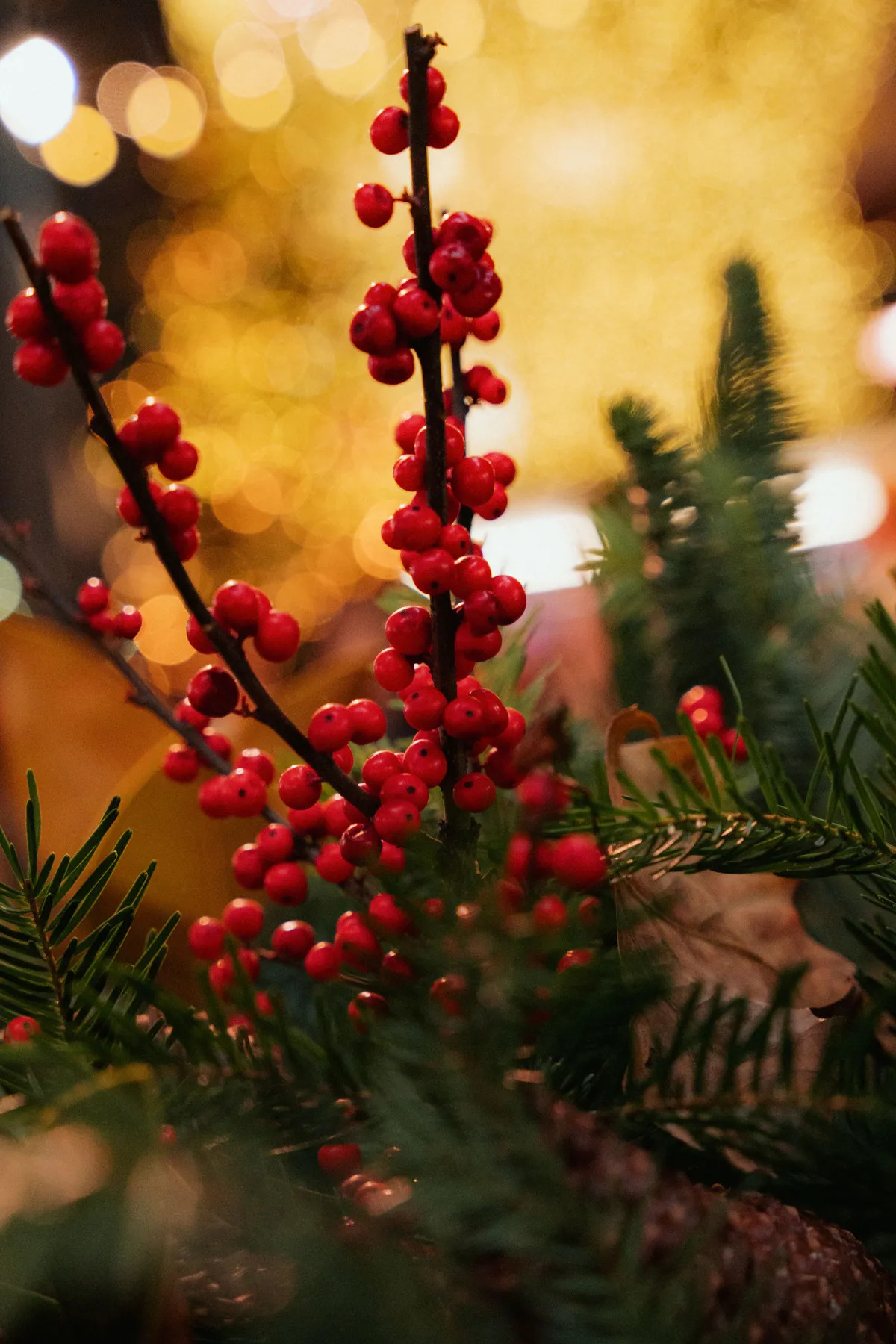 Close-up of red berries and evergreen branches with festive golden bokeh lights.