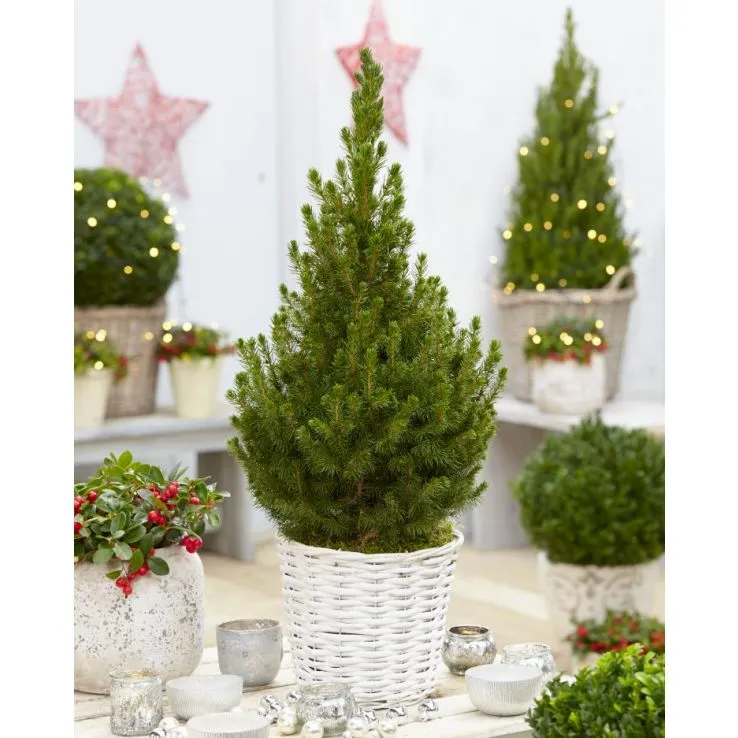 Contemporary Christmas Tree - 70-80cms