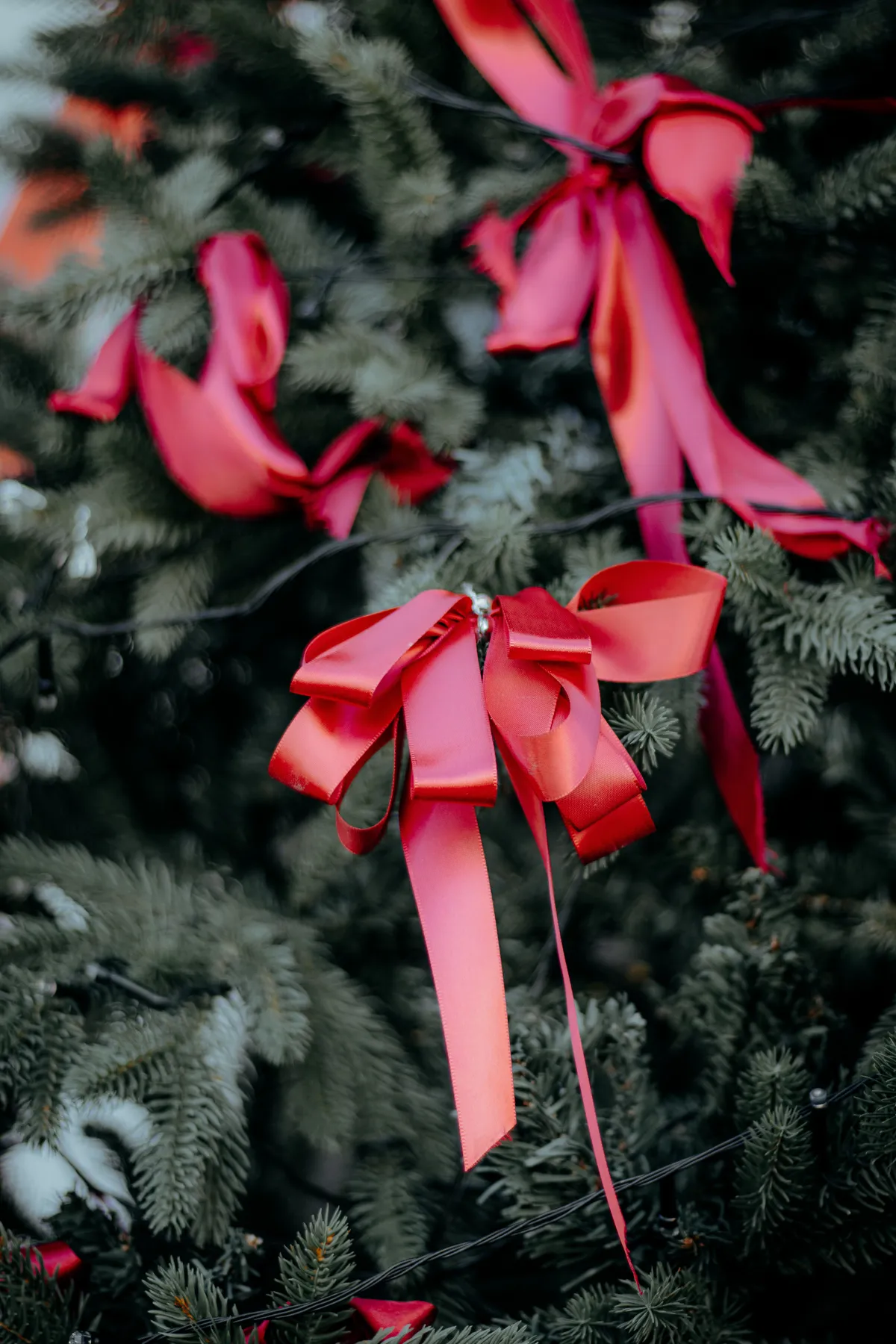 Festive Red Ribbons on Christmas Tree Branches · Free Stock Photo