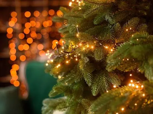 Fraser Fir 'Natural' Live Christmas Tree | Gertens Garden Center