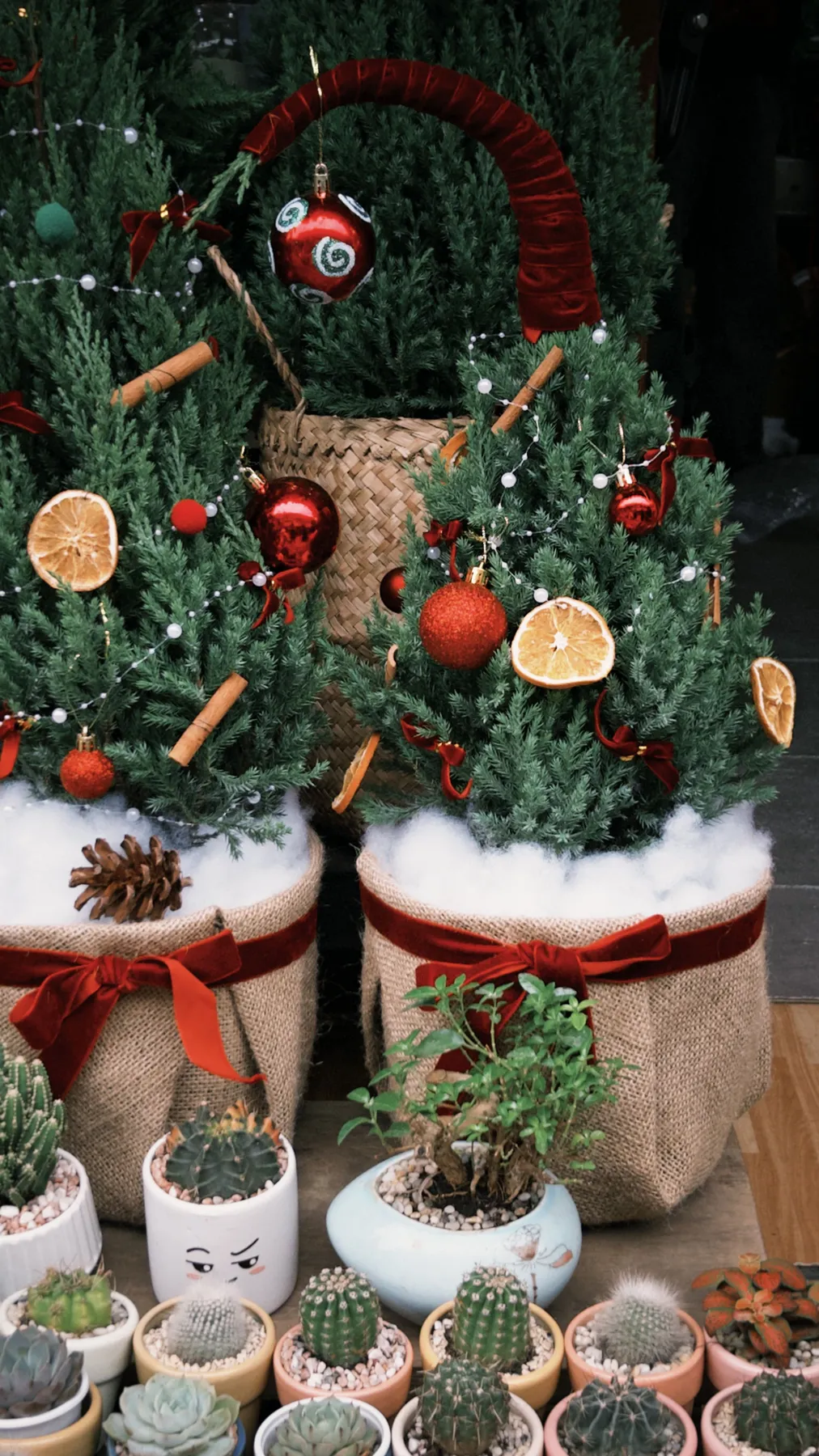 Mini Christmas trees adorned with decorations, surrounded by cacti, create a festive atmosphere.