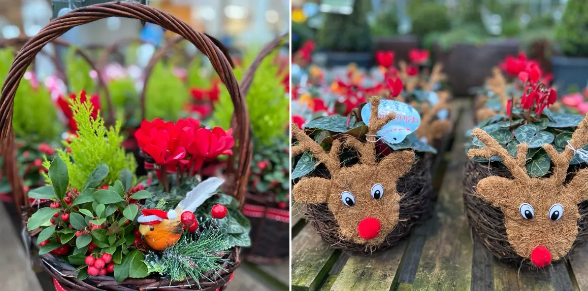 Outdoor Christmas Planters – the Christmas gift that keeps on giving… even if it's for yourself – Colemans Garden Centre