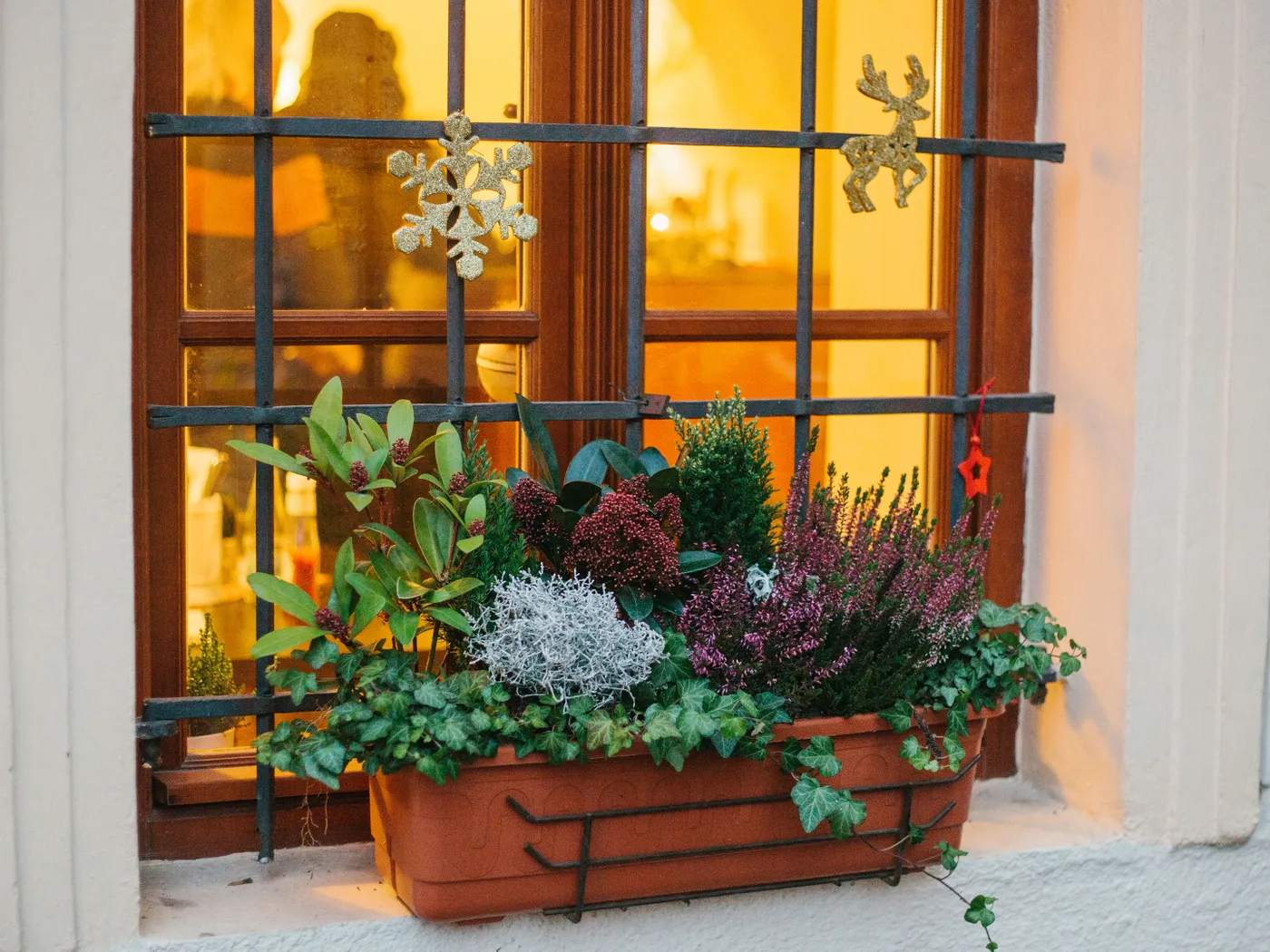 Planting on your balcony in the winter