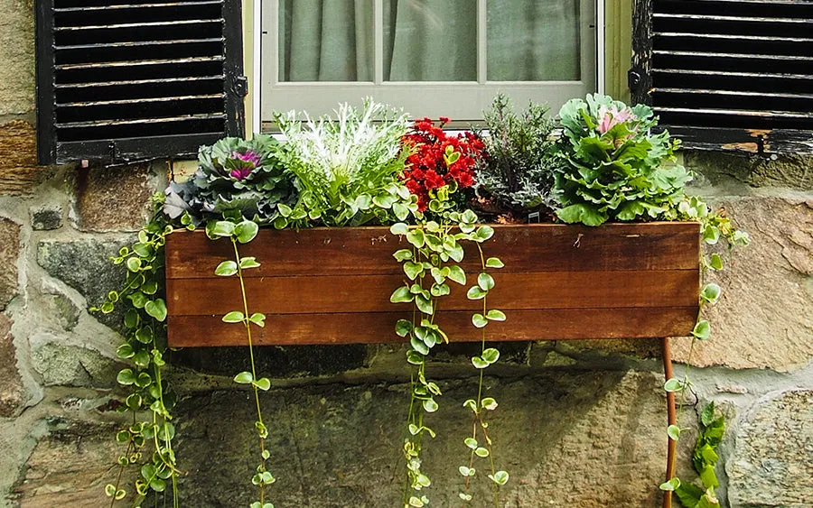Refresh Your Planter Boxes for Fall – Eartheasy