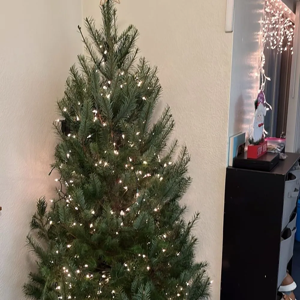 TOP 10 BEST Christmas Tree Farm near Snoqualmie, WA 98065 - Updated 2026 - Yelp