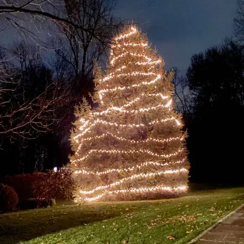 XMAS-TREE-BIG • JMD Landscaping